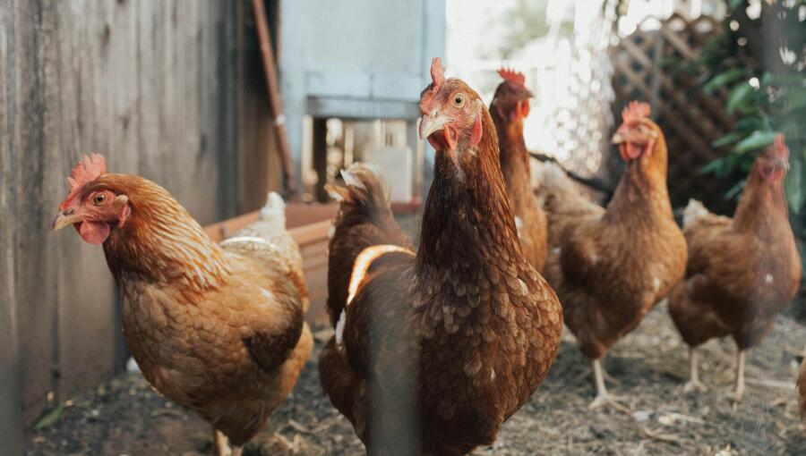 Bird Flu Outbreak Hits Brazil’s Poultry Industry, Threatening Exports