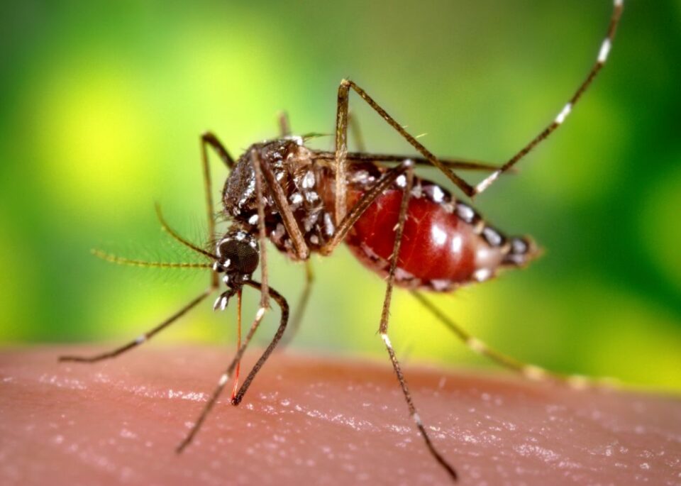 How Colombia is responding to a deadly Yellow Fever outbreak