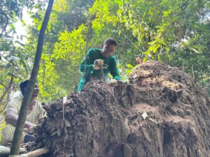 Amazon tree fall reveals pre-Columbian Indigenous burial site in Brazil
